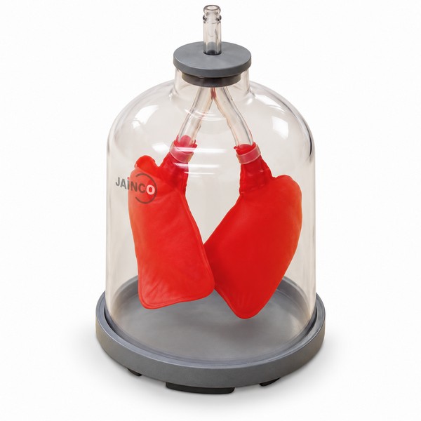 Lung Demonstration Model